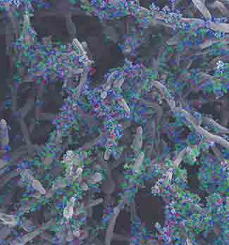 Pictured is a scanning electron micrograph of a Candida albicans biofilm. The extracellular matrix is false colored in blue, red, and green, representing the three collaborative polysaccharides. Work by Mitchell et al reveals that these components physically interact, and are each required for matrix structure and function.