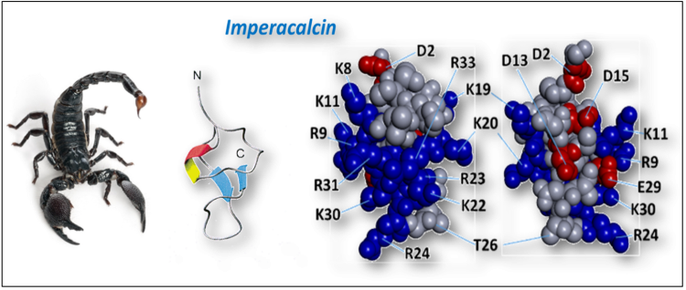 graphic depicting imperacalcin, a scorpion peptide and founding member of the calcin family of ryanodine receptor ligands