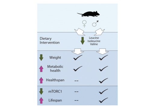 Right: Diagram showing how lifelong restriction of the dietary branched-chain amino acids leucine, isoleucine and valine has sex-specific benefits for metabolic health and life span in mice.