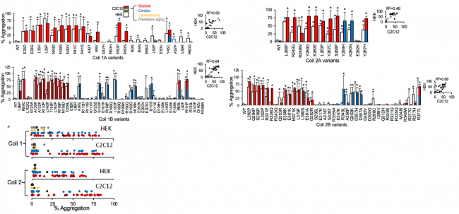 Graphs showing aggregation of Coil 1A, 1B, 2A, and 2B lamin variants