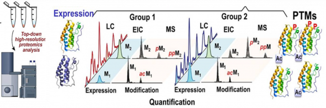 Schematic of iPS-CM “top-down” proteomic analysis