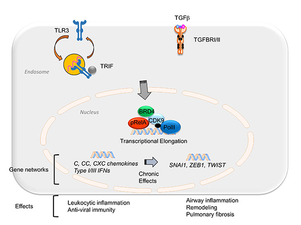 Illustration of bromodomain containing protein 4 (BRD4)