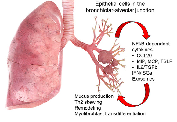 Illustration of NFkB signaling