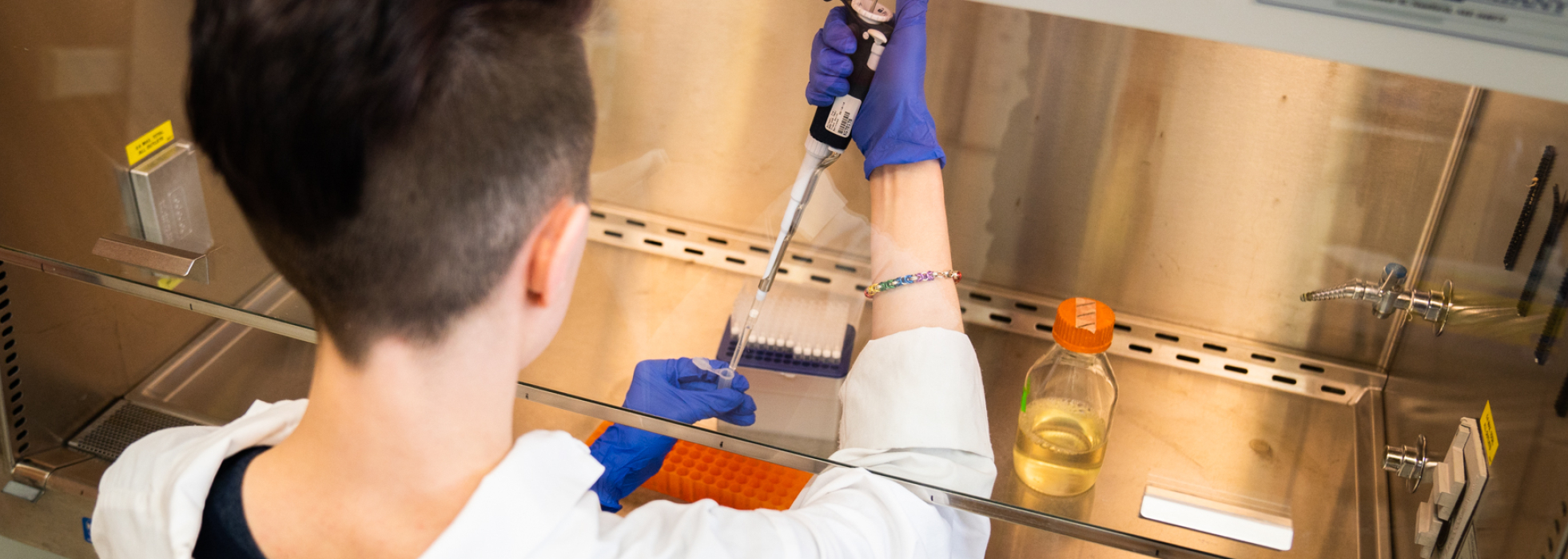 Infectious disease reseacher pipetting under a lab hood