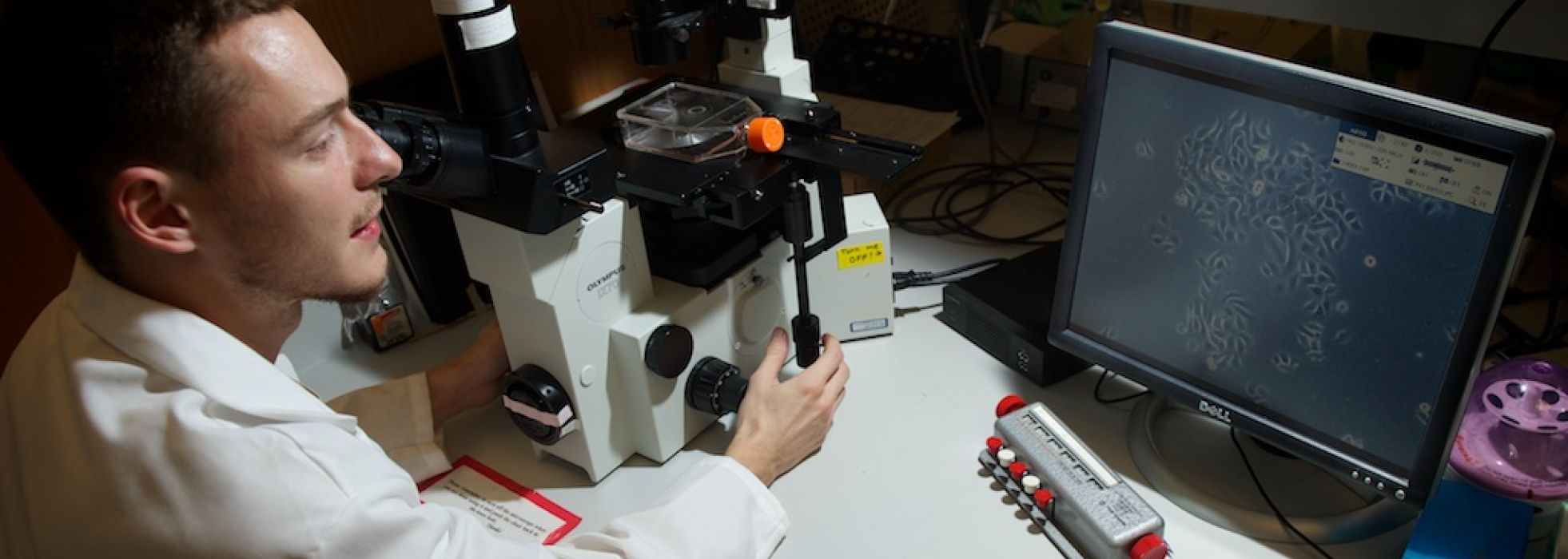 Allergy researcher looks at microscopic images on a computer screen in the lab