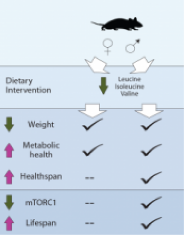 Lamming lab schematic