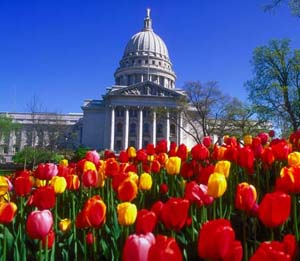 State Capital with Tulips