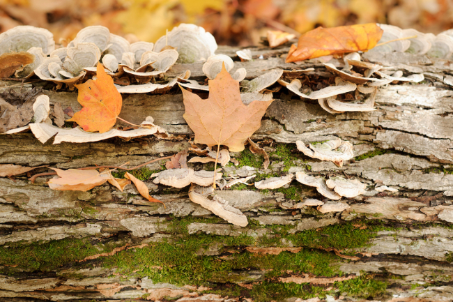 Leaves in Arboretum woods