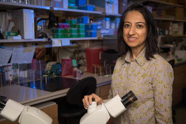 Dr. Nasia Safdar in her laboratory