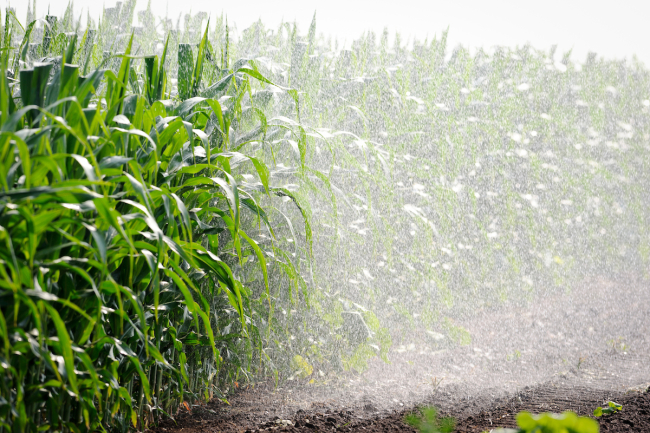 corn field