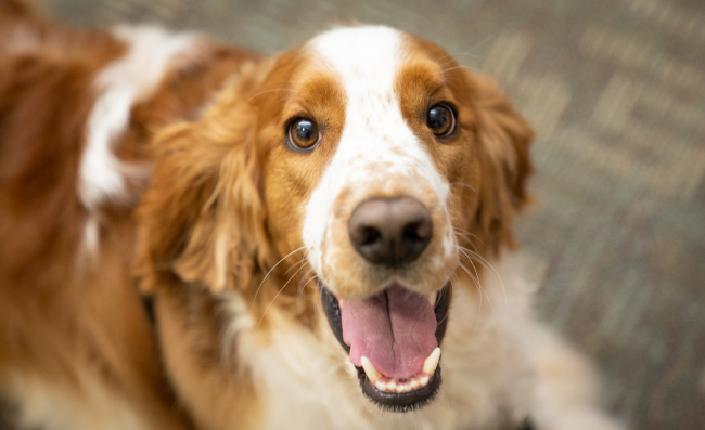 therapy dog