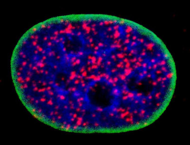 Image showing how p53 forms a complex with active Akt (red puncta) in the nucleus of the cell. DNA is labeled in blue and the nuclear envelope is green.