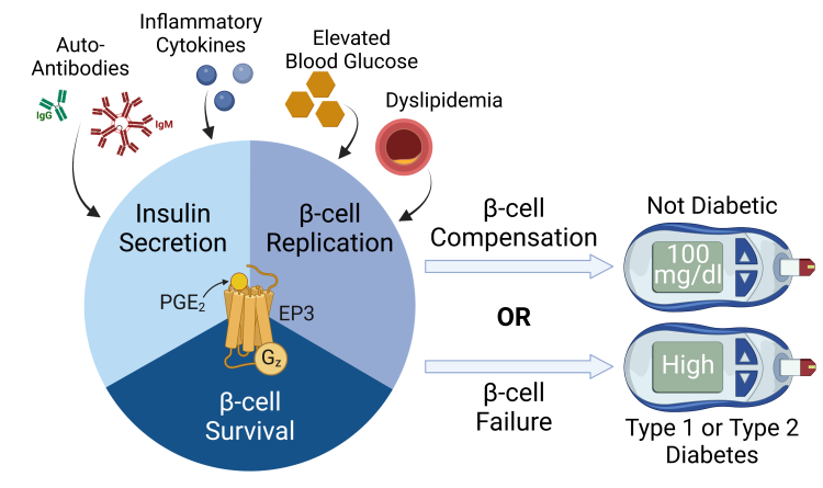 diagram showing the role of the EP3 receptor