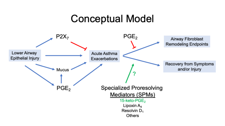 illustration of conceptual model of the role of prostaglandin-E2 and its derivatives as potentially important mediators of symptom recovery