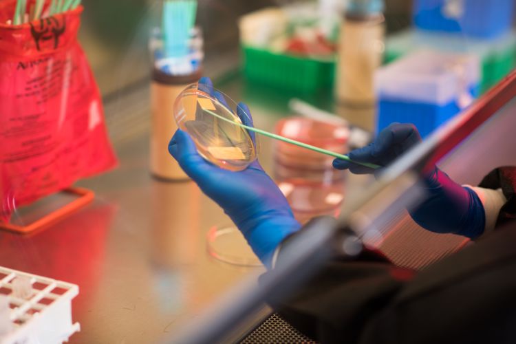 closeup photo of research holding a petri dish in a lab