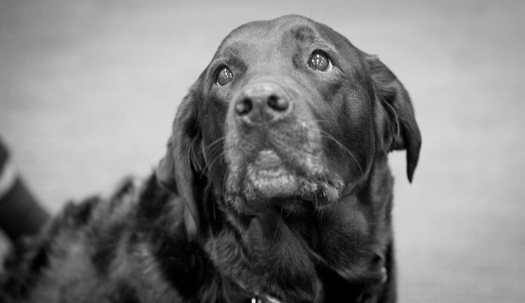 dogs helping human cancer research