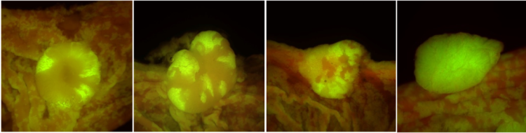 Halberg research fluorescing mouse models