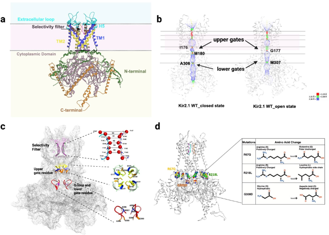 Four panels showing the Kir2.1 potassium channel structure, comparing closed and open states, highlighting the ion pore gates, and mapping key mutation sites.
