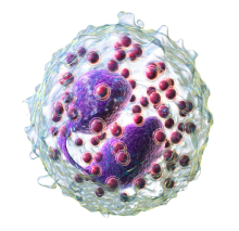 color illustration of eosinophil