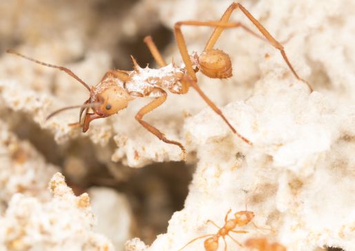 leafcutter ant fungus