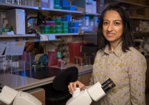 Nasia Safdar, MD, PhD, professor, Infectious Disease, and vice chair for research in the University of Wisconsin–Madison Department of Medicine