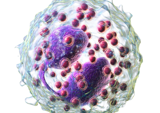 illustration of eosinophil