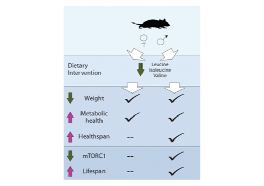 Right: Diagram showing how lifelong restriction of the dietary branched-chain amino acids leucine, isoleucine and valine has sex-specific benefits for metabolic health and life span in mice.